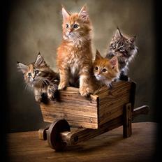 Maine Coon But Why (Buller)