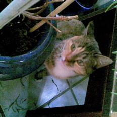 Blanding af racer RAJA ## DØD ##