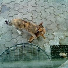 Blanding af racer RAJA ## DØD ##