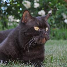 British Shorthair Findus