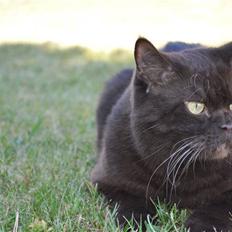 British Shorthair Findus