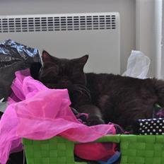 British Shorthair Findus