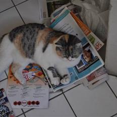 Blanding af racer Lady Rosa