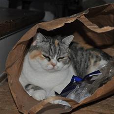 Blanding af racer Lady Rosa