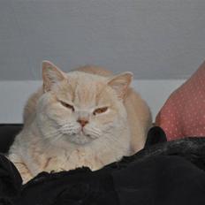 British Shorthair Pasht's Coco