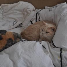 British Shorthair Pasht's Coco