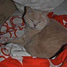 British Shorthair Pasht's Coco