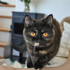 British Shorthair Maou's Viola Morgenstern