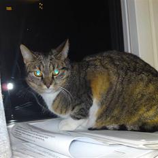 Blanding af racer Erna RIP