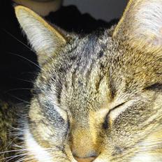 Blanding af racer Erna RIP