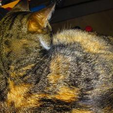 Blanding af racer Erna RIP