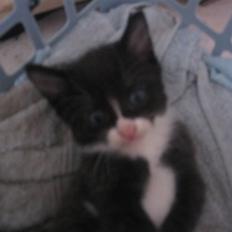 Blanding af racer Sorte *R.I.P*