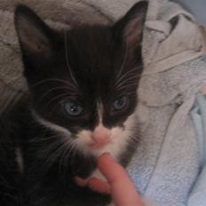 Blanding af racer Sorte *R.I.P*