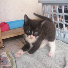 Blanding af racer Sorte *R.I.P*