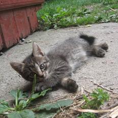 Blanding af racer Gråmis *R.I.P*