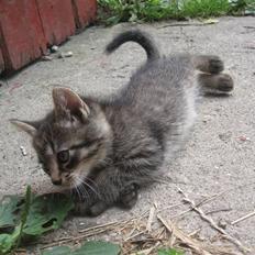 Blanding af racer Gråmis *R.I.P*