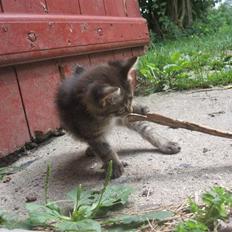 Blanding af racer Gråmis *R.I.P*