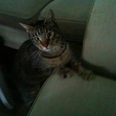 Blanding af racer Milla