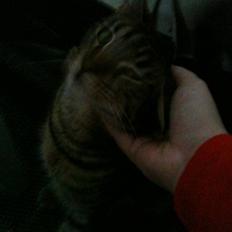 Blanding af racer Milla