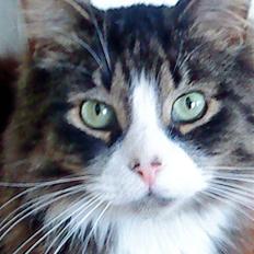 Blanding af racer Offe