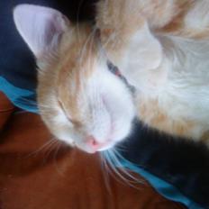 Blanding af racer Holger