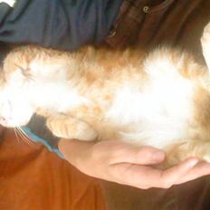 Blanding af racer Holger