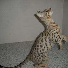 Bengal Miss Enya Von Kamp