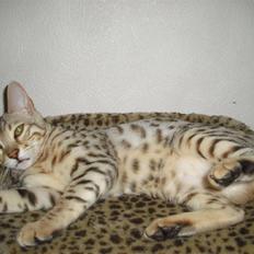 Bengal Miss Enya Von Kamp