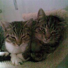 Huskat Lill mis / Osten