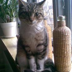 Huskat Lill mis / Osten