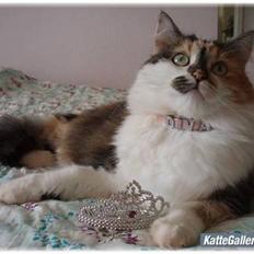 Blanding af racer (NFO) DIVA