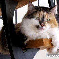 Blanding af racer (NFO) DIVA