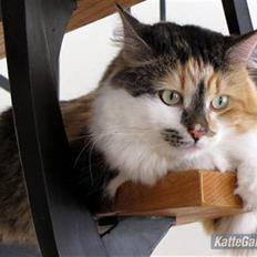 Blanding af racer (NFO) DIVA