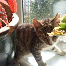 Huskat Rico(:<3 død