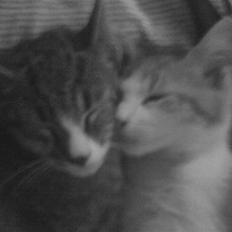 Huskat Rico(:<3 død