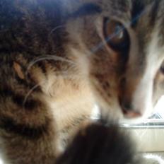 Huskat Rico(:<3 død