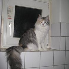 Blanding af racer / Norsk Skovkat Freya DØD