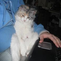 Blanding af racer / Norsk Skovkat Freya DØD