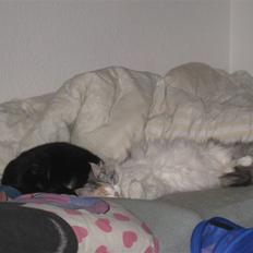 Blanding af racer / Norsk Skovkat Freya DØD