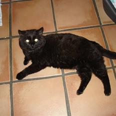 Huskat OLIVER ## DØD ##