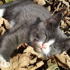 Blanding af racer Fister