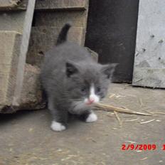 Blanding af racer Fister