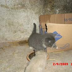 Blanding af racer Fister