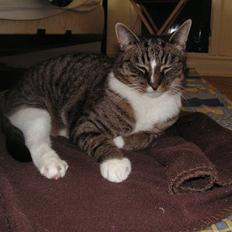Huskat Musen