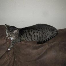 Huskat Musen