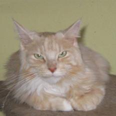 Maine Coon Gisi of diamoonds dreams