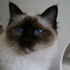 Hellig Birma Bazooka