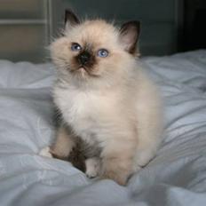 Hellig Birma Bazooka