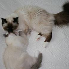 Hellig Birma Bazooka