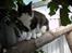 Maine Coon Coon Danica's Pepita har killinger - Pepita 3-8-10